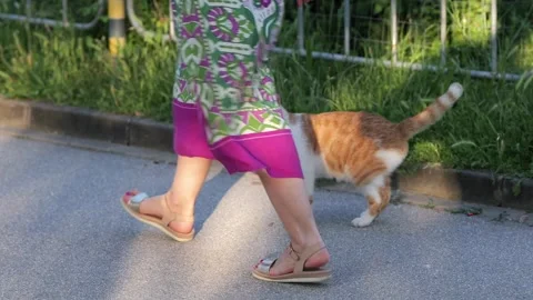 Ginger and white stray cat begging for food on the street Stock-Footage 336690696