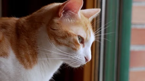 Ginger and white tabby cat sitting on scratching post Stock Footage 337412846