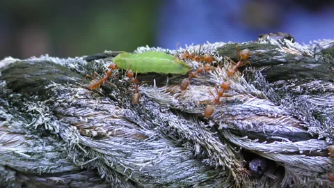 Ginger ants attacked the caterpillar Stock Footage 168099460