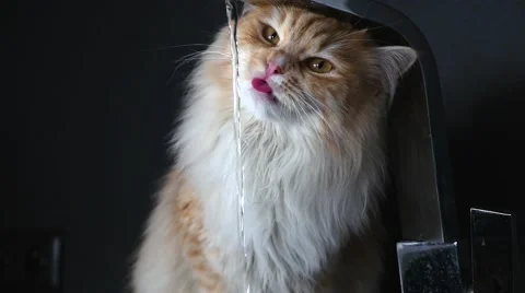 Ginger big cat drinking water from the sinck. Close up. Stock Footage 62019036