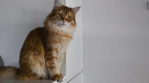 Ginger big cat looking around. Close up. 스톡 동영상 62019447