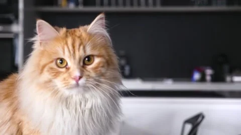 Ginger big cat looking around. Close up. Video stock 62019544