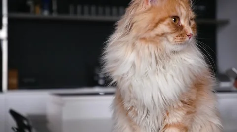 Ginger big cat looking around. Close up. Video stock 62021019