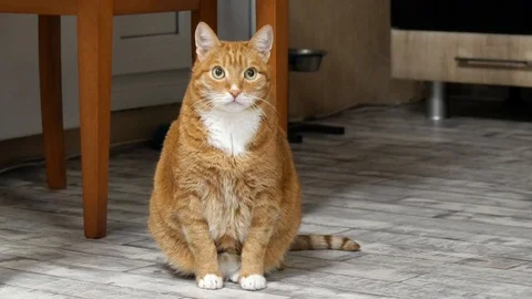 Ginger Big Cat Looking Around. Stock Footage 117237992