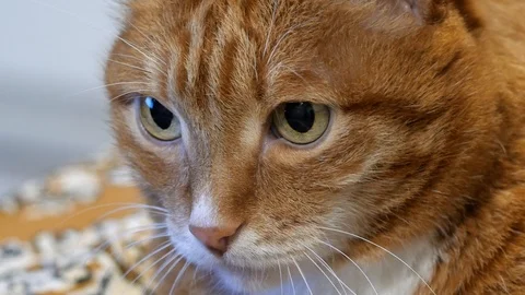 Ginger Big Cat Looking Around. Stock Footage 117238020
