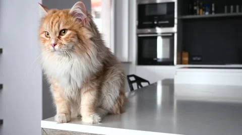 Ginger big cat sitting on the kitchen table and scratching himself. Close up. Stock Footage 62017897