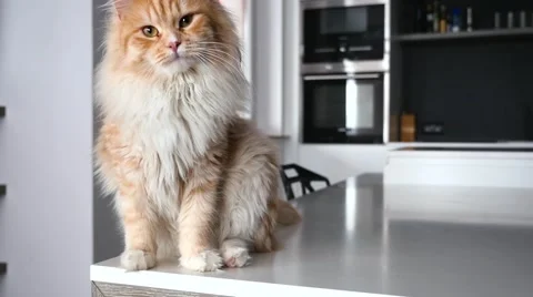 Ginger big cat sitting on the kitchen table and scratching himself. Close up. 스톡 동영상 62021329