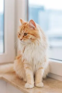 Ginger big cat sitting next to the window and looking around. Stock Photos