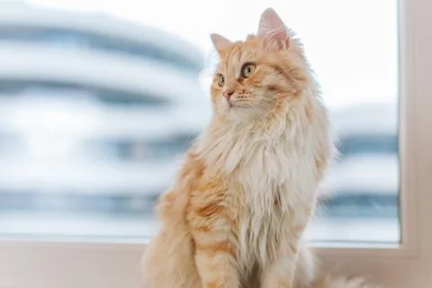 Ginger big cat sitting next to the window and looking around. Stock Photos