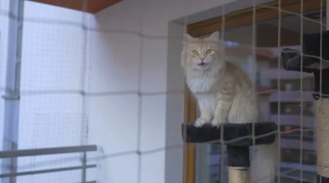 Ginger big cat sitting on the terrace and looking around. Video stock 62599603