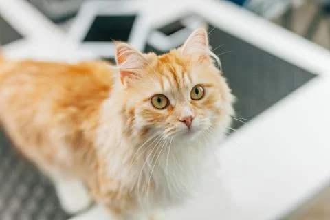 Ginger big catsitting in the kitchen table and looking around. Close up. Stock Photos