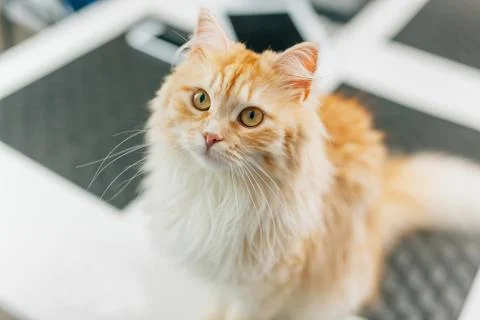 Ginger big catsitting in the kitchen table and looking around. Close up. Stock Photos