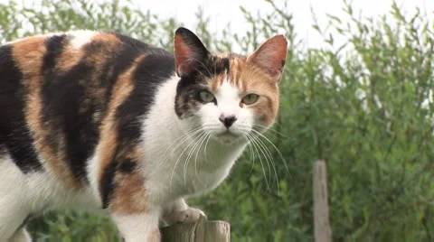 Ginger, black and white cat on a rural fence looking into camera Stock Footage 50582622