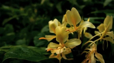 Ginger blossom 動画素材 8311597