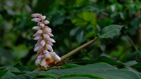 Ginger blossoms swaying in the wind on the branches Video stock 108709020