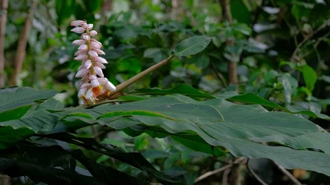 Ginger blossoms in the woods Stock-Footage 108708951