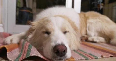 Ginger border collie Stock Footage 81485228