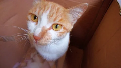 Ginger breed mother cat taking care of her kittens Stock Footage 166699423