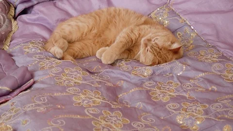 Ginger British cat lies on bed with violet cover trying to sleep Stock Footage 106699758