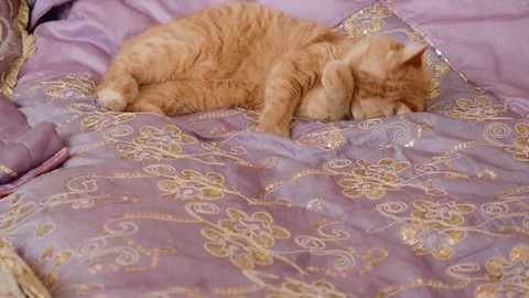 Ginger British cat lies on bed with violet cover trying to sleep Stock Footage 106700005