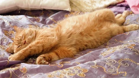 Ginger British cat is waking up in bed covered with pink cover and stretches. Stock Footage 111137372