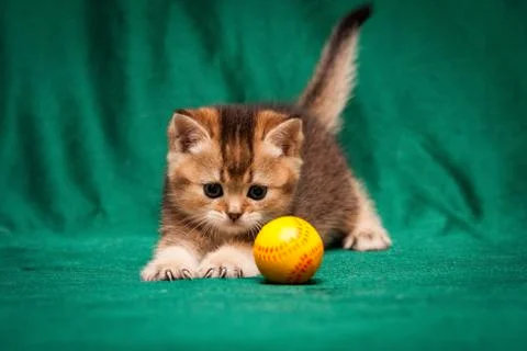 Ginger British kitten playing with a ball sticking his claws Stock Photos