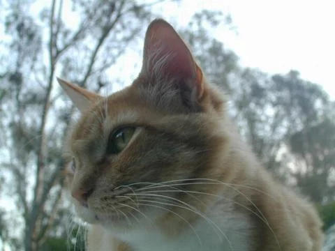 Ginger Cat 1 Stock-Fotos