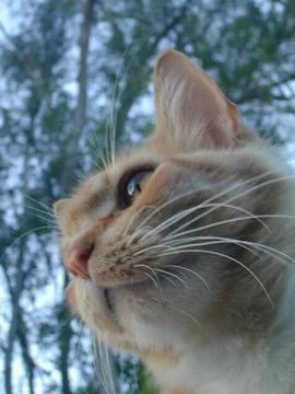 Ginger Cat 2 Stock Photos