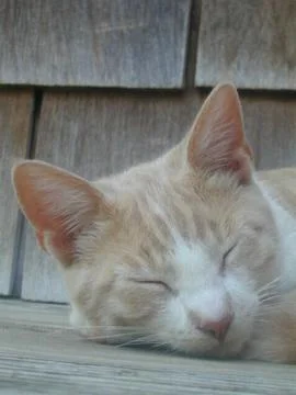 Ginger Cat 3 Stock Photos