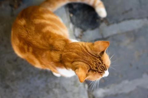 Ginger cat from above Stock Photos