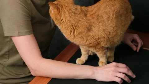 Ginger cat affectionately rubbing against the arm of its owner working at laptop Stock Footage 283065628
