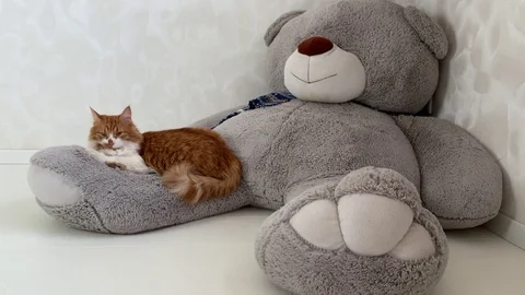 Ginger cat and big teddy bear. Stock Footage 120546115