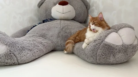 Ginger cat and big teddy bear. Stock Footage 120547026