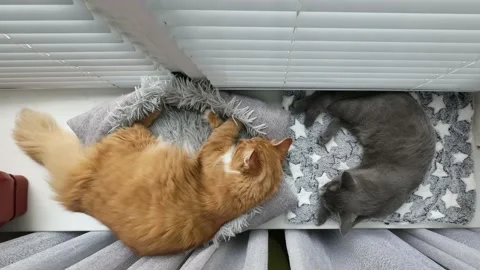 Ginger cat and Grey cat sleeping on windowsill. Top view. Time Lapse. Stock Footage 203828799