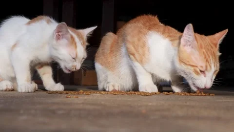 Ginger cat and kitten eating kibbles from floor. Vídeos de archivo 314223360