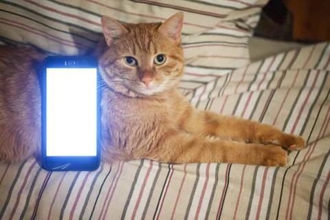 Ginger Cat and Smartphone Stock Photos