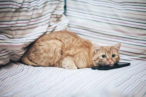 Ginger Cat and Smartphone Stock Photos