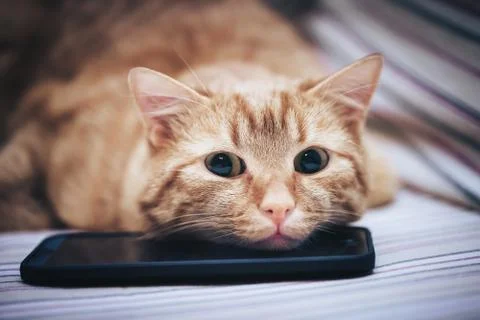 Ginger Cat and Smartphone Stock Photos