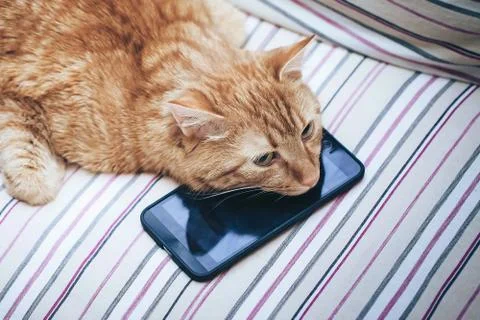Ginger Cat and Smartphone Stock Photos