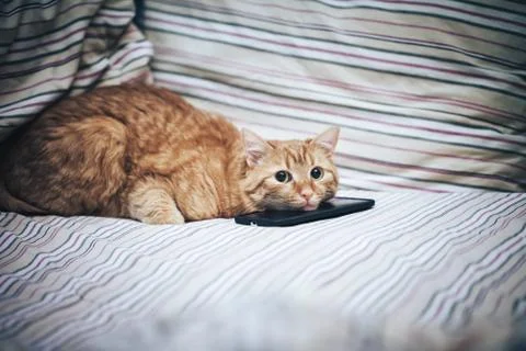 Ginger Cat and Smartphone Stock Photos
