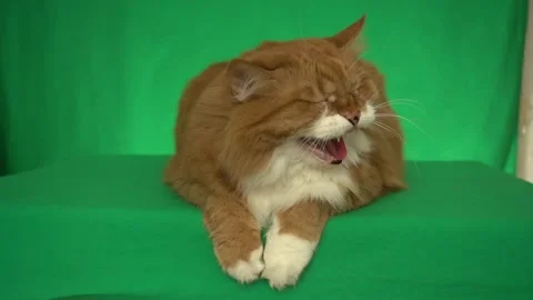 Ginger cat angry on green screen Stock Footage 283558994