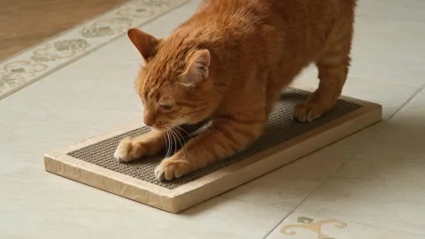 Ginger cat approaches a cardboard scratching post and begins to sharpen claws Stock Footage 303089969