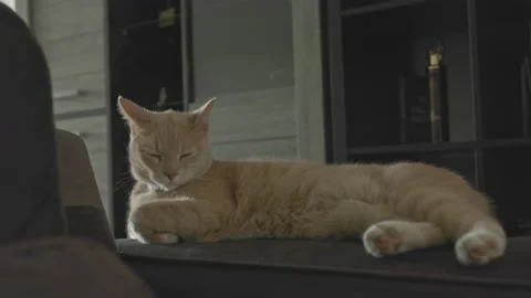 Ginger cat on the armrest of a sofa Stock Footage 232228544