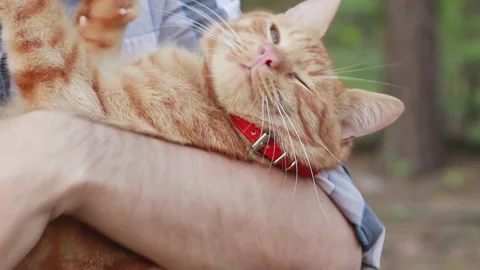 A ginger cat in the arms of its owner. Red cat with a man Stock Footage 159758285