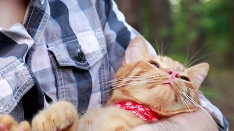 A ginger cat in the arms of its owner. Red cat with a man. Stock Footage 159758322
