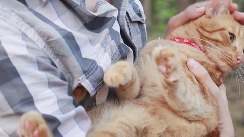 A ginger cat in the arms of its owner. Red cat with a man. Stock Footage 159758395