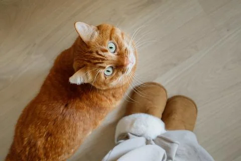 Ginger cat asking his owner for food, hungry domestic pet top view. Cute or.. Stock Photos