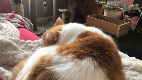 Ginger cat back Stock Footage 126423199