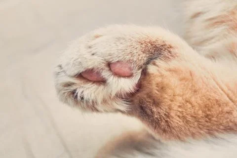 Ginger cat back with pink legs. close up Stock Photos