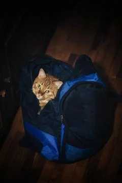 Ginger Cat in a Backpack Stock Photos